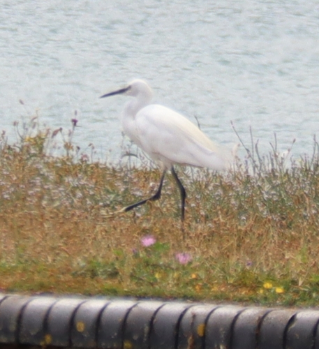 iNaturalist image