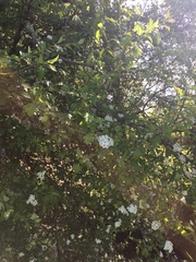 Crataegus × cogswellii