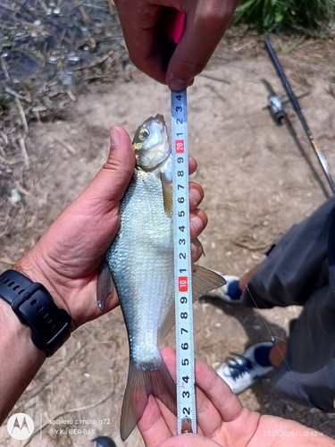 Common Bream