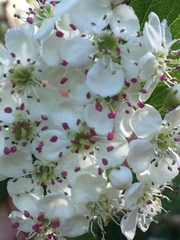 Crataegus × cogswellii