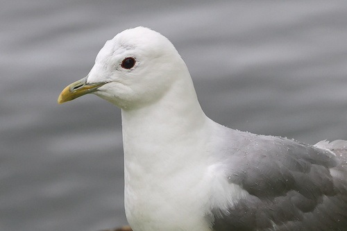 Common Gull