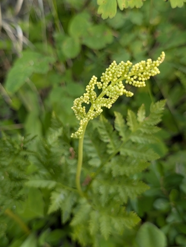 rattlesnake fern