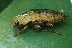 Dicerca berolinensis