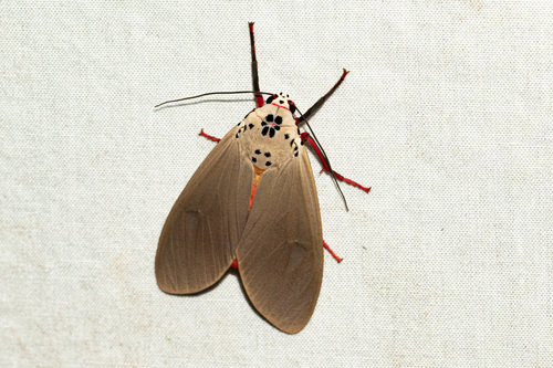 Amerila phaedra