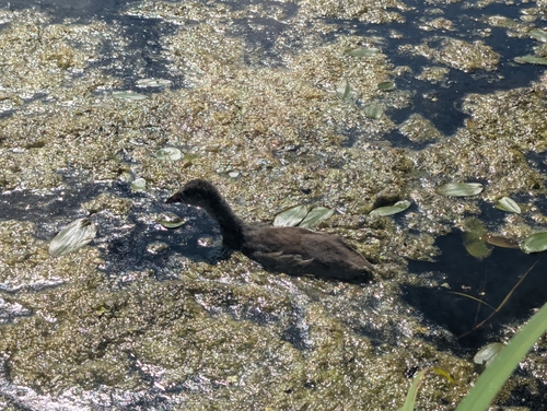 iNaturalist image