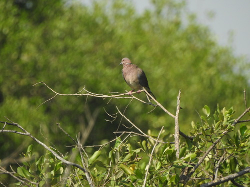 Streptopelia bitorquata observed 2026-07-26