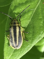 Trirhabda bacharidis