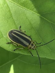 Trirhabda bacharidis