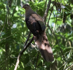 Brown Cuckoo-Dove photo 3