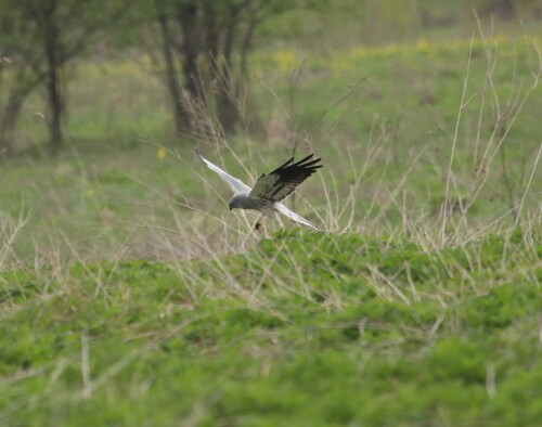 iNaturalist image
