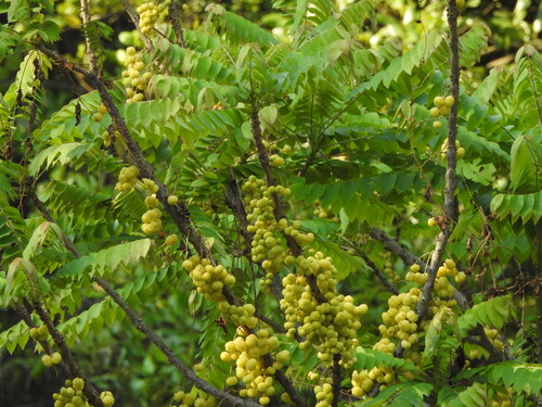 Phyllanthus acidus observed 2026-07-26