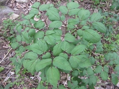 Actaea asiatica