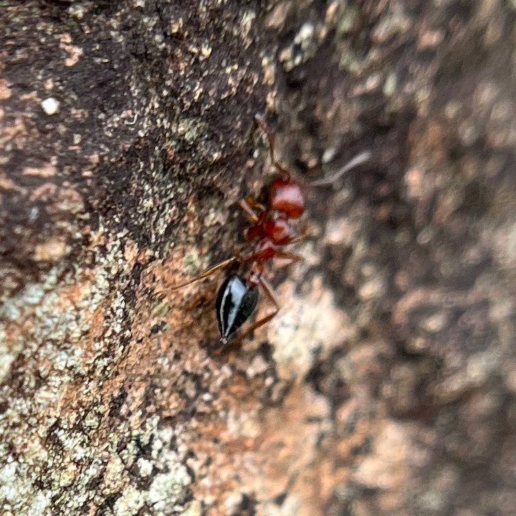 Crematogaster perelegans
