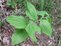 Polygonatum inflatum