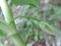Polygonatum inflatum