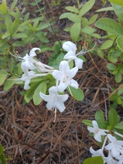 Rhododendron atlanticum
