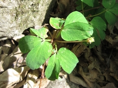 Anemonoides raddeana