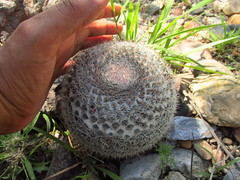 Mammillaria grusonii