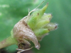 Anemonoides raddeana