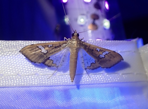 Mung Bean Moth photo 3