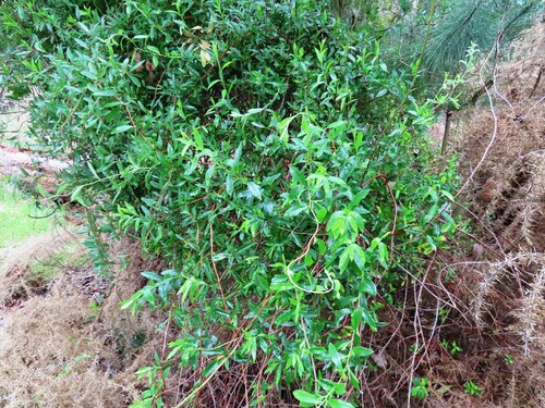 Billardiera fusiformis