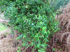 Billardiera fusiformis