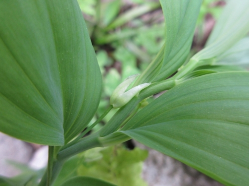 Polygonatum inflatum iNat (3)