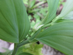 Polygonatum inflatum