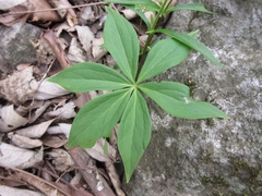 Paris verticillata
