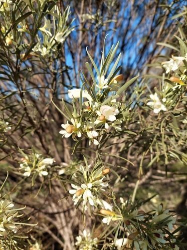 Eremophila oppositifolia, photograph 5