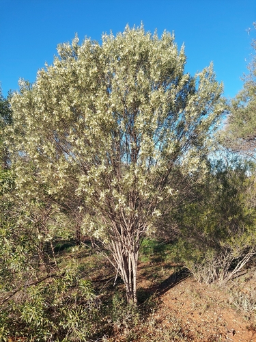 Eremophila oppositifolia, photograph 6