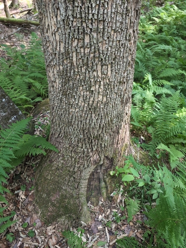 iNaturalist image