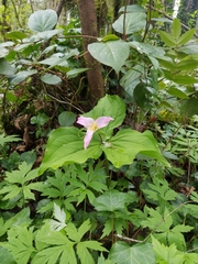 Melanthiaceae