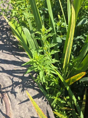 iNaturalist image