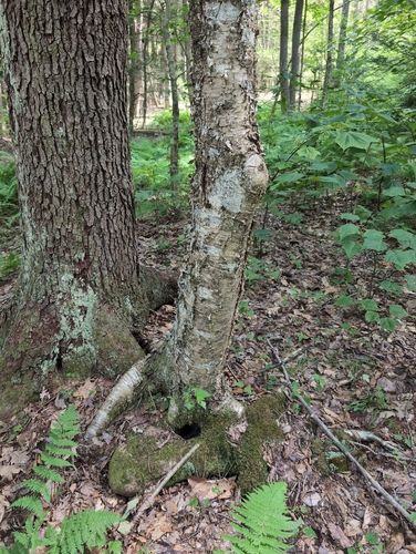 iNaturalist image