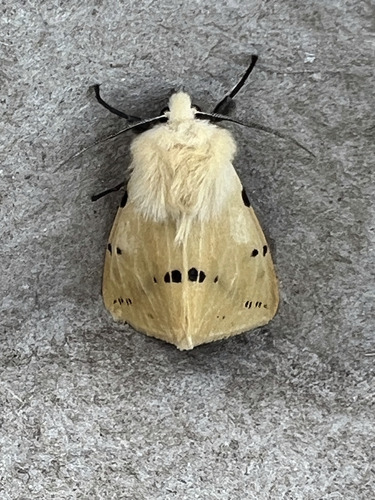 iNaturalist image