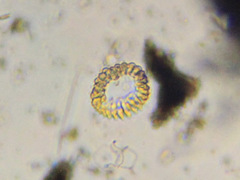 Cyclonexis