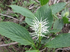 Chloranthus fortunei
