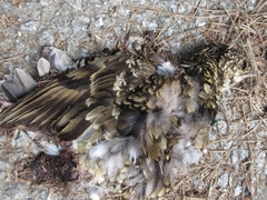 Zoothera aurea