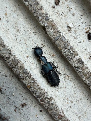 iNaturalist image