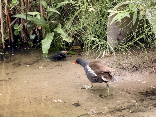 iNaturalist image