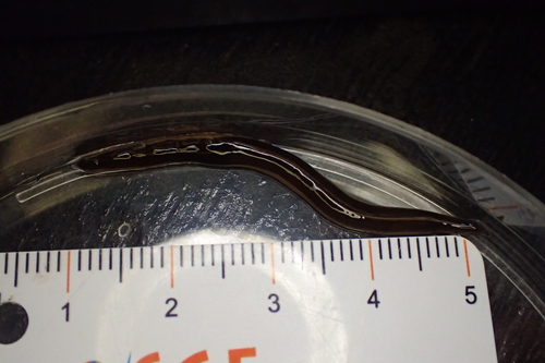 New Guinea Flatworm