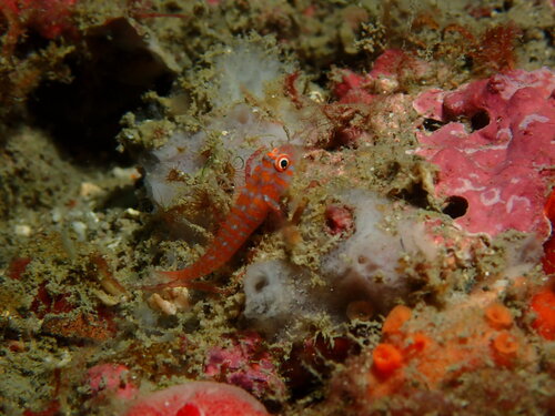 Trimma okinawae observed 2026-07-26
