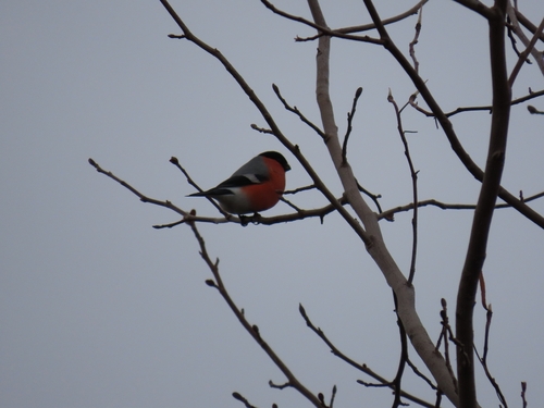 iNaturalist image