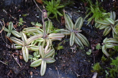 Pinguicula lusitanica