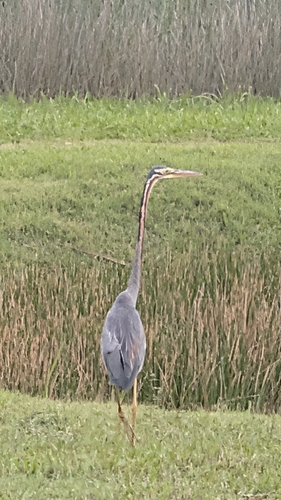 iNaturalist image