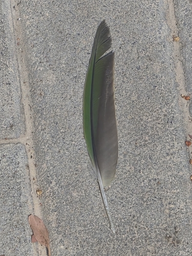 Plume de Perruche alexandre