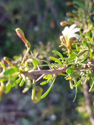 Spiny Fan-flower