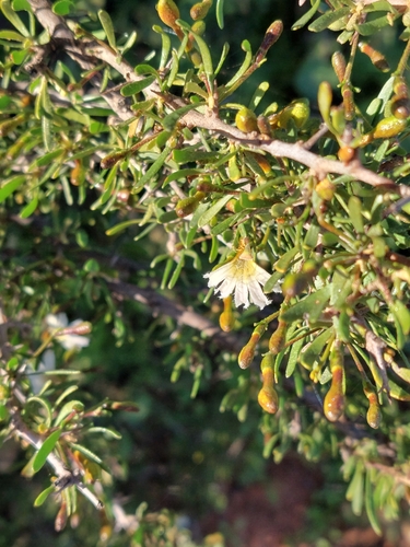 Scaevola spinescens, photograph 5