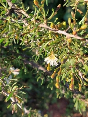 Scaevola spinescens, photograph (c) Ruth Palsson, some rights reserved (CC BY-SA)